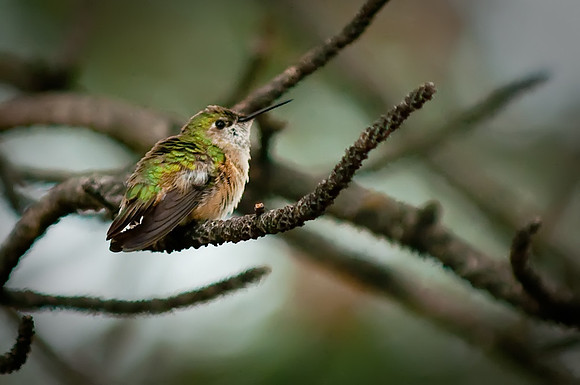 2010_06_05-0155-Edit
