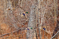 2013_03_06-0013-r12x8-pe