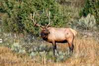 _BUD2890