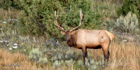 _BUD2885