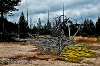 2011_10_10-0054-pt