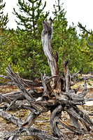 2011_10_10-0015-pt