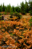 2011_10_10-0029