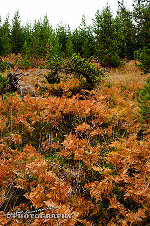 2011_10_10-0029