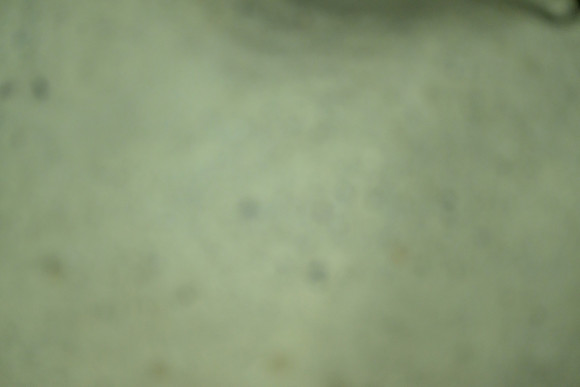 _Z928509