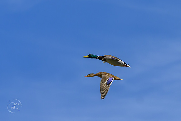 _Z918167