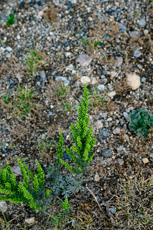_Z926974